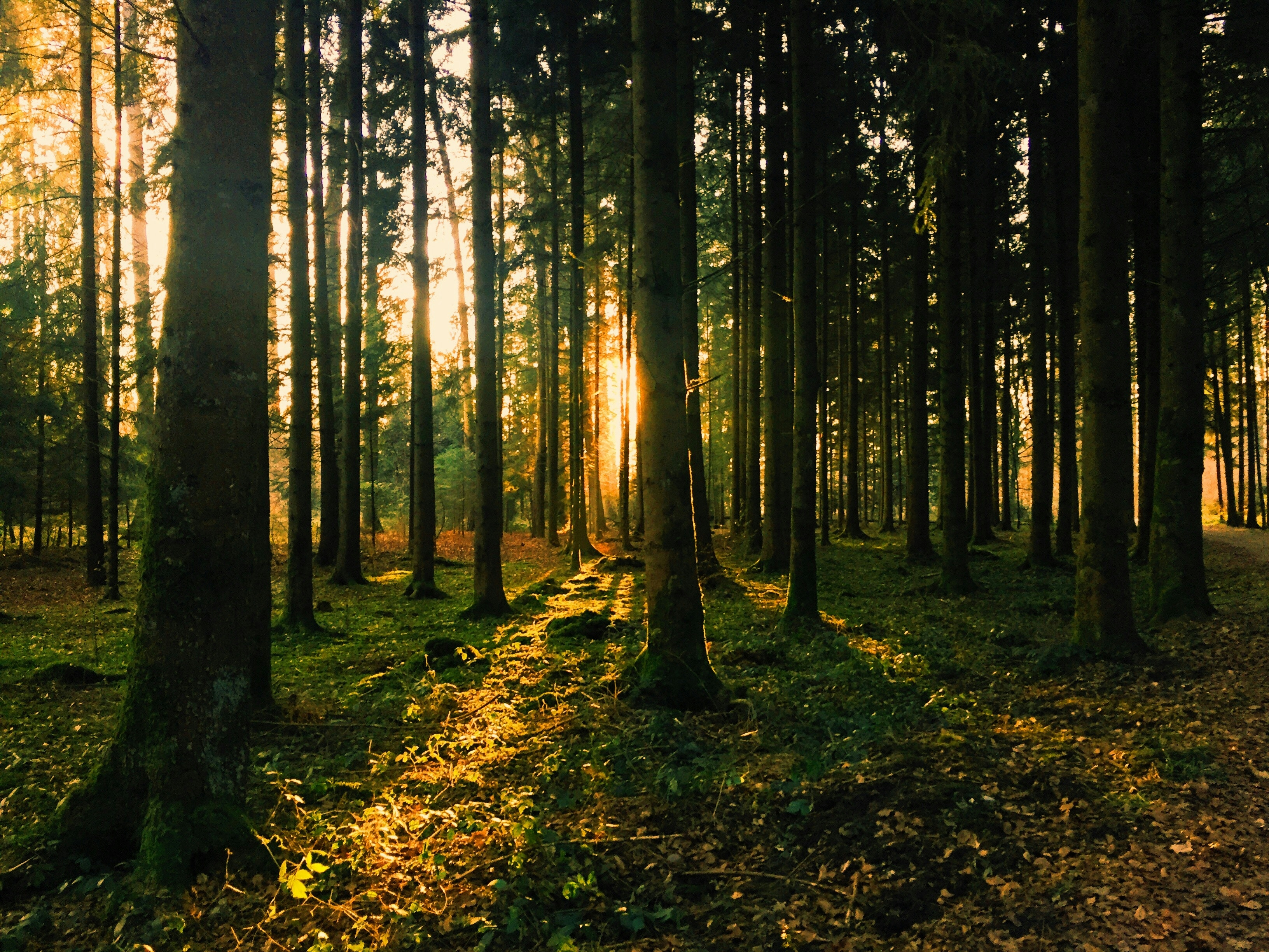 Vykoupíme váš <b>les</b> a veškerou <br /> <b>dřevní hmotu</b>, <br />která se ve vašem lese nachází